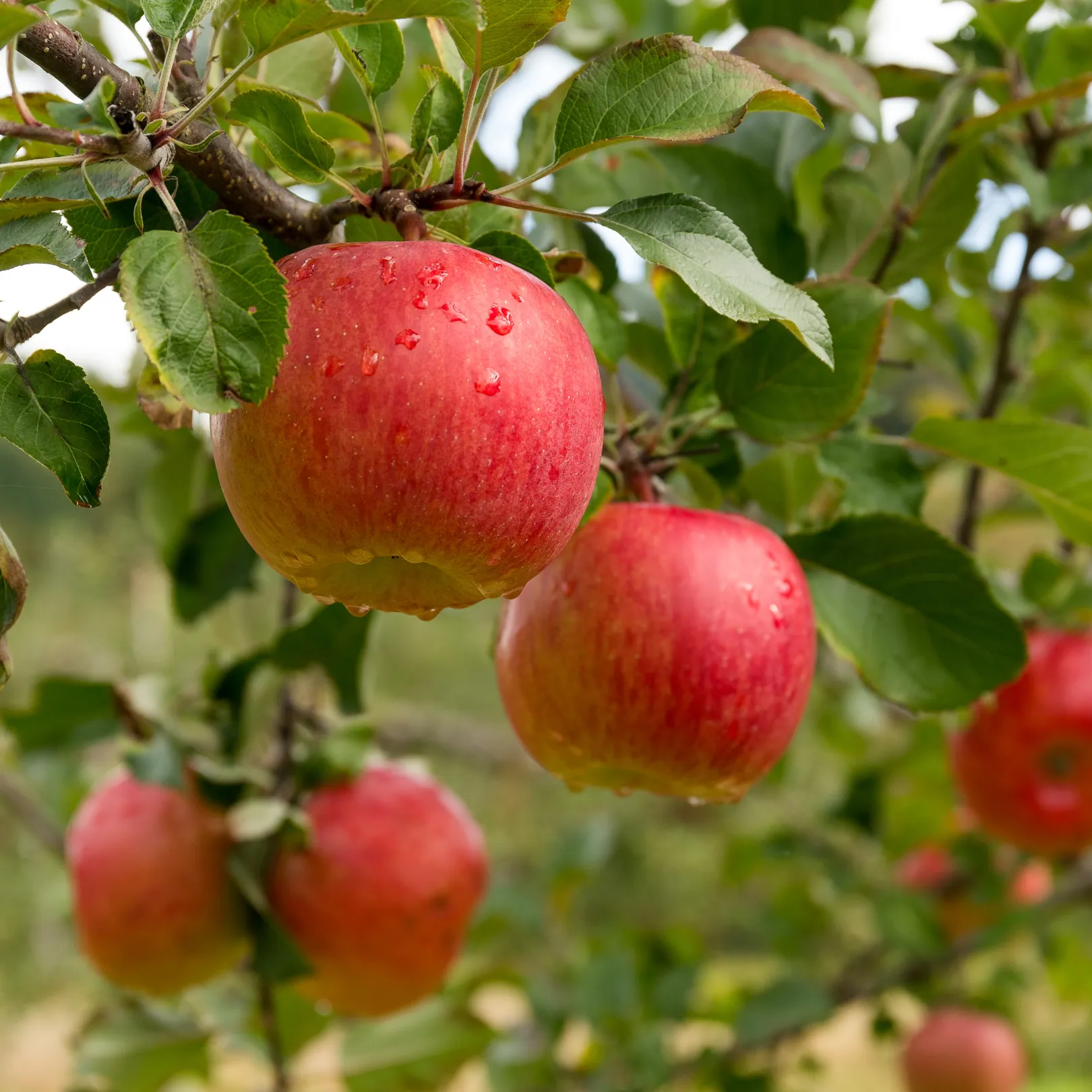 Apple Picking handcrafted candle