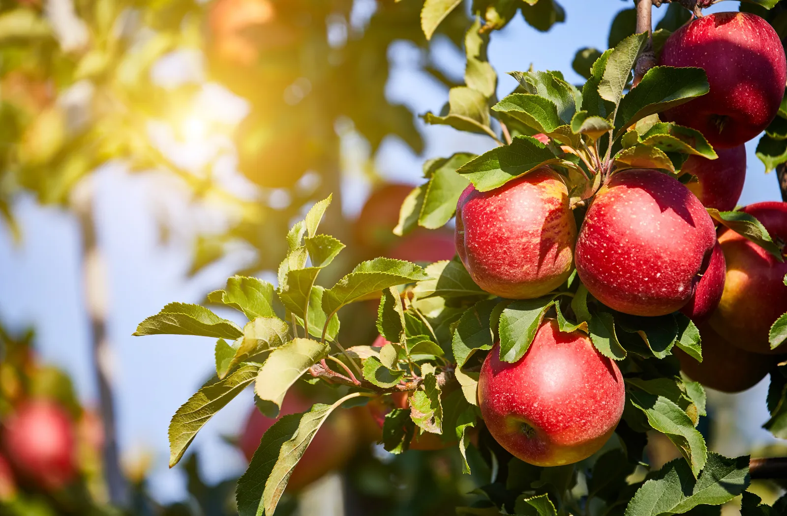 Apple Picking handcrafted candle