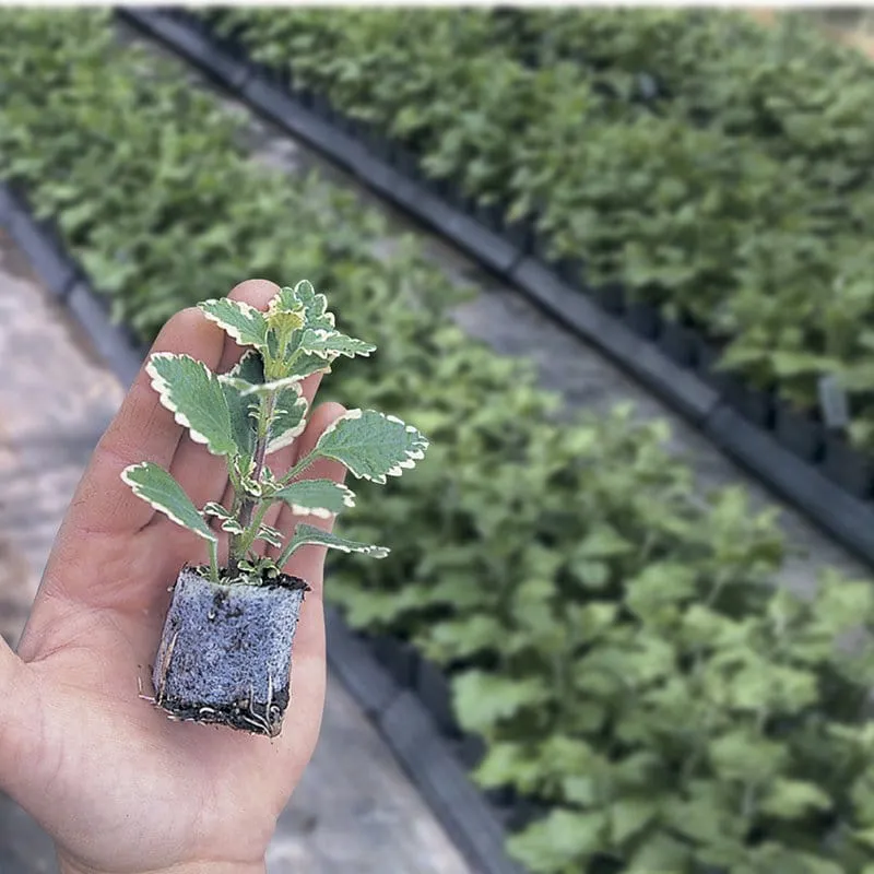 Begonia Truffle Cream Flower Plants