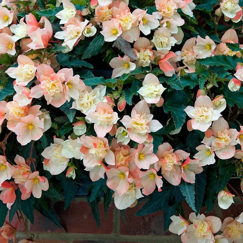 Begonia Truffle Cream Flower Plants