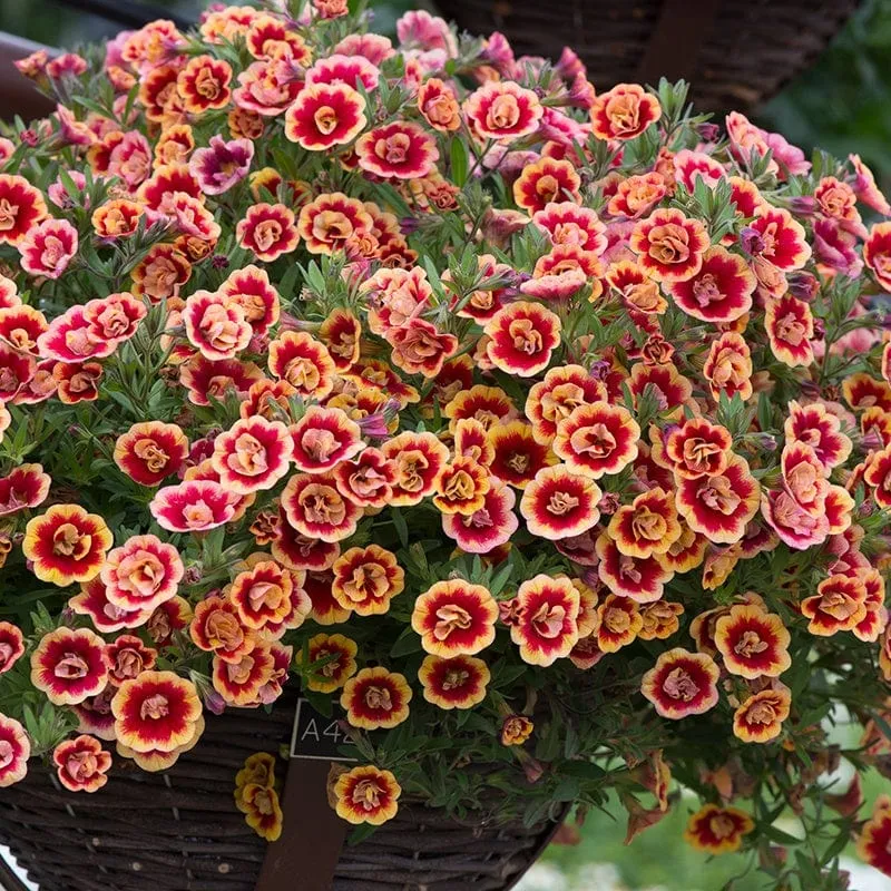 Calibrachoa Double Can-Can Orange Tastic Flower Plants