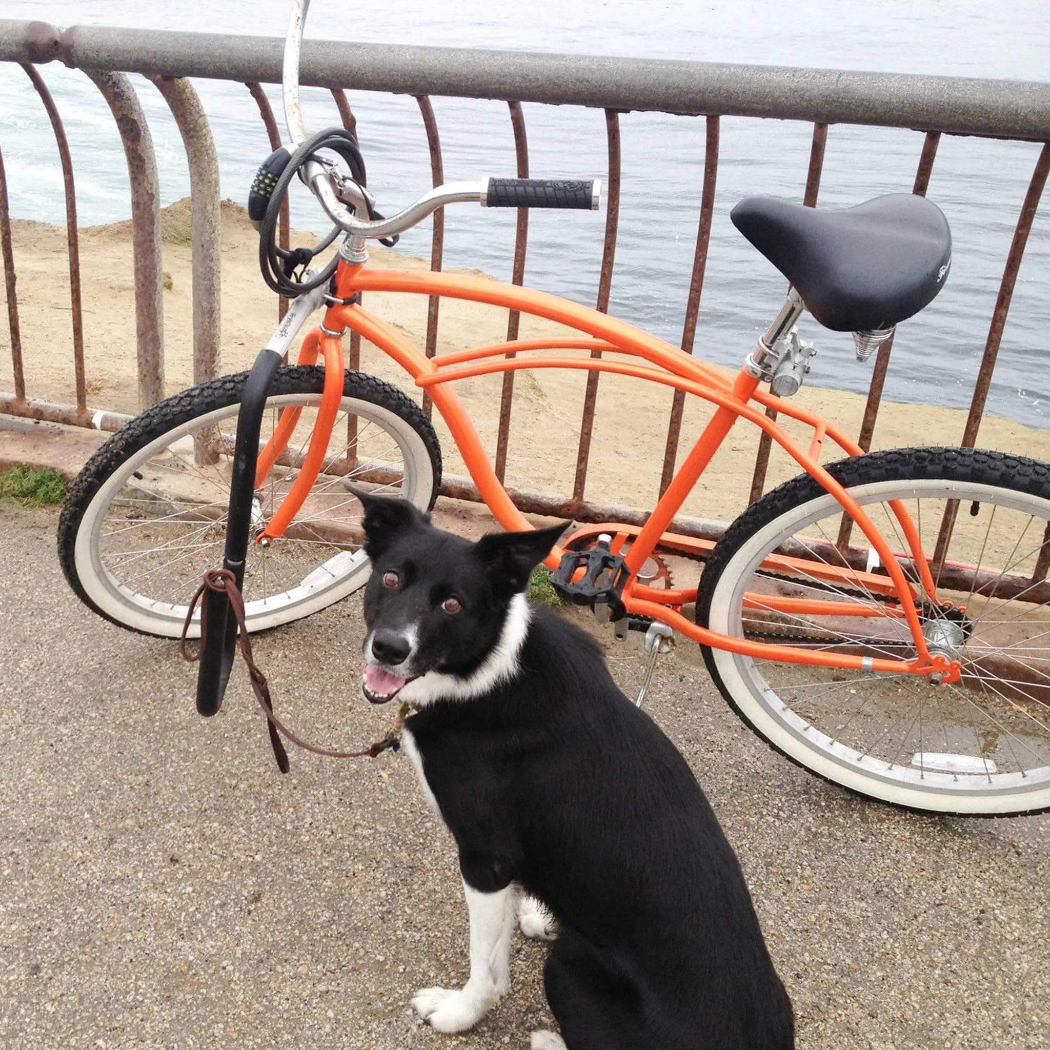 Moved By Bikes Dog Runner